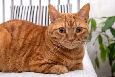 Close-up of cat looking away