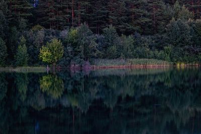 Scenic view of lake in forest