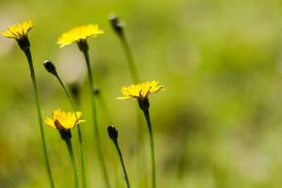 Close-up of yellow flower blooming in field