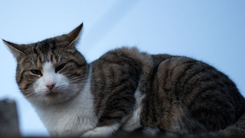 Close-up of cat
