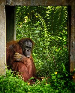 Orangutan in their natural habitat east kalimantan forest