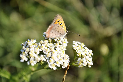 Close-up of butterfly pollinating on flower