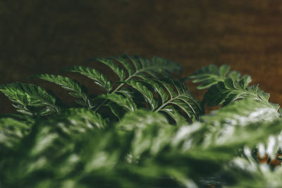 Close-up of green leaves