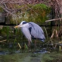 High angle view of gray heron in lake