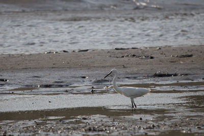 Seagull walking on beach