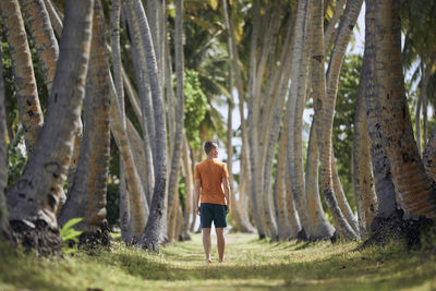 Young man walking through on footpath in alley of high palm trees.