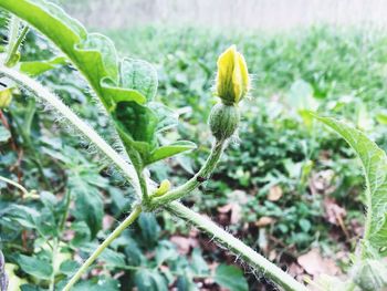 Close-up of flower growing on field