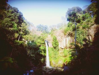 Trees growing in park