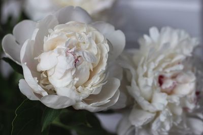 Close-up of white rose