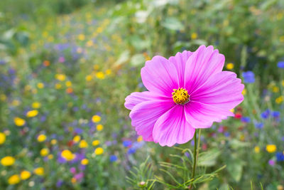 Vibrant pink cosmos flower