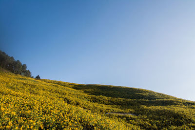 Scenic view of field against clear blue sky