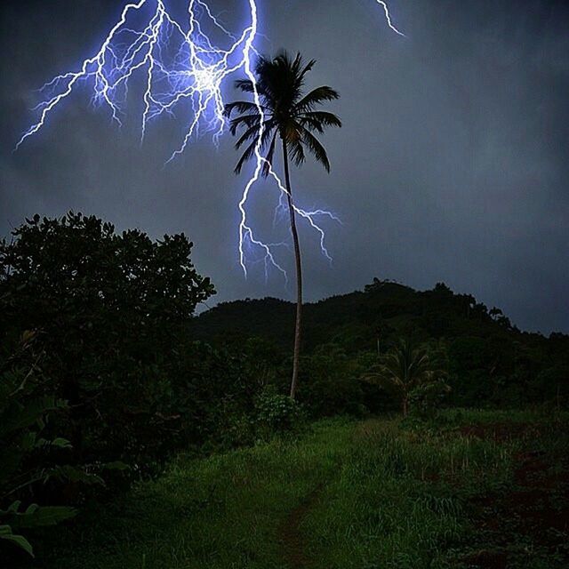 tree, low angle view, sky, palm tree, tranquility, nature, beauty in nature, tranquil scene, growth, night, scenics, landscape, outdoors, field, silhouette, tree trunk, no people, blue, idyllic, non-urban scene