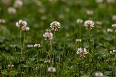 Flower in meadow