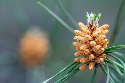 A background wallpaper image of a evergreen pine tree sprouting new shoots in the spring