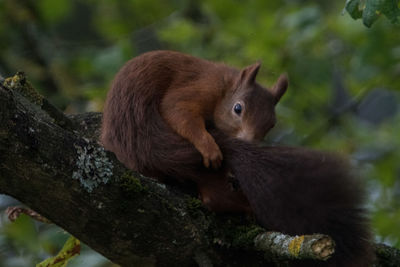 Close-up of squirrel on tree