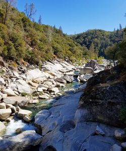 Scenic view of river amidst trees against clear blue sky