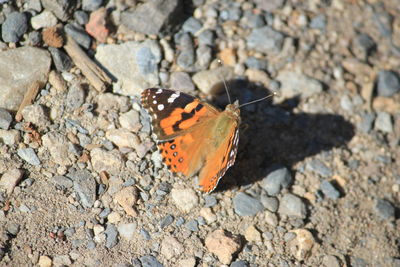 High angle view of butterfly on leaf