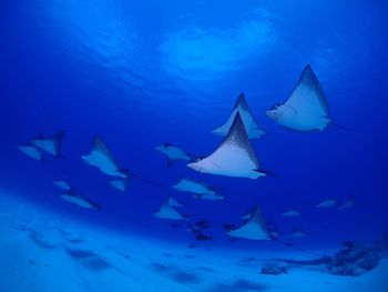 Fish swimming in sea