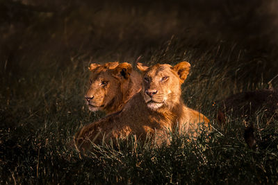 Two lions in a field