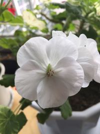 Close-up of flower blooming outdoors