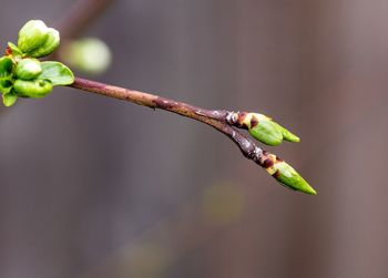 Close-up of green twig