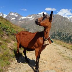 Horse in zoo