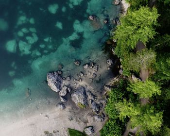 High angle view of turtle in sea