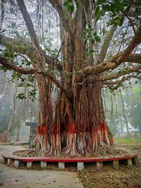 Trees growing in forest