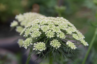 The white flowers of carrots from the organic garden in the spring
