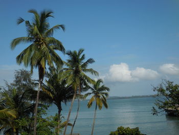 Palm trees on beach against sky