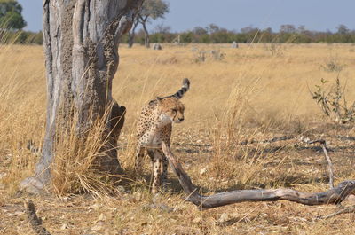 Cheetah on field
