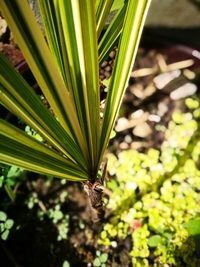 Close-up of plant