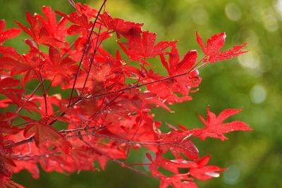 Close-up of red maple leaves