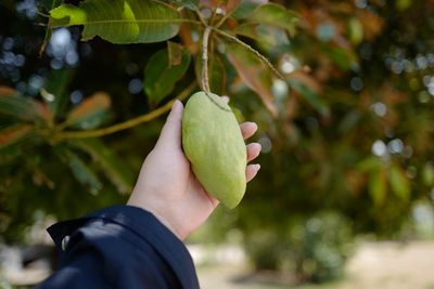 Close-up of hand holding leaves
