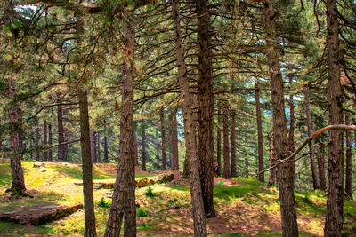 Pine trees in forest