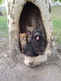 Dogs in a tree