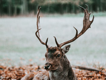 Close-up of deer on field