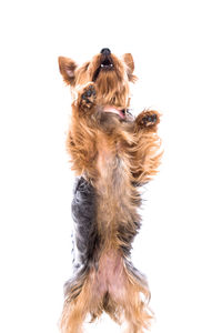 Close-up of dog over white background