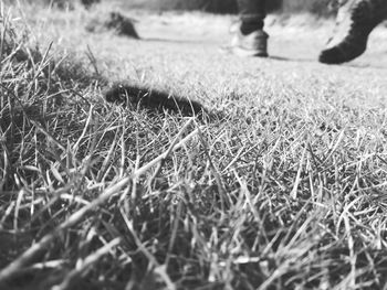 Close-up of grass on field during winter