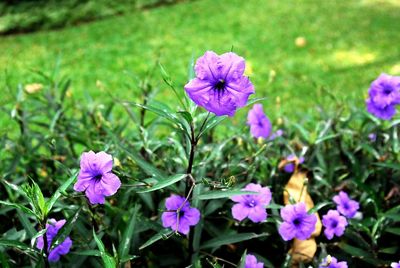 Close-up of purple flowers blooming outdoors