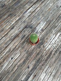 High angle view of fruit on table