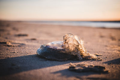 Close-up of jellyfish on beach