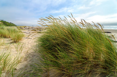 Close-up of grass growing on beach