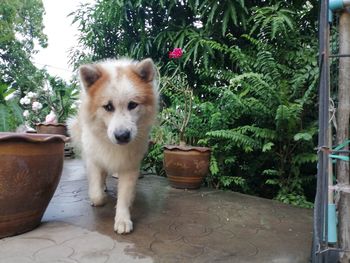 Portrait of dog standing in flower pot