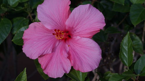 Close-up of pink hibiscus flower