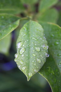 Close-up of raindrops on leaf