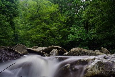 Waterfall in forest