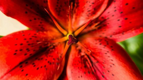 Close-up of butterfly on red flower