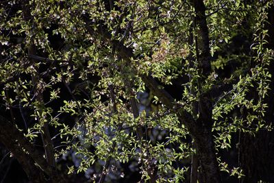 Bird perching on a tree