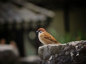 Close-up of bird perching